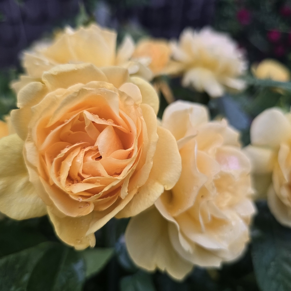 Meet your Posher, Tara